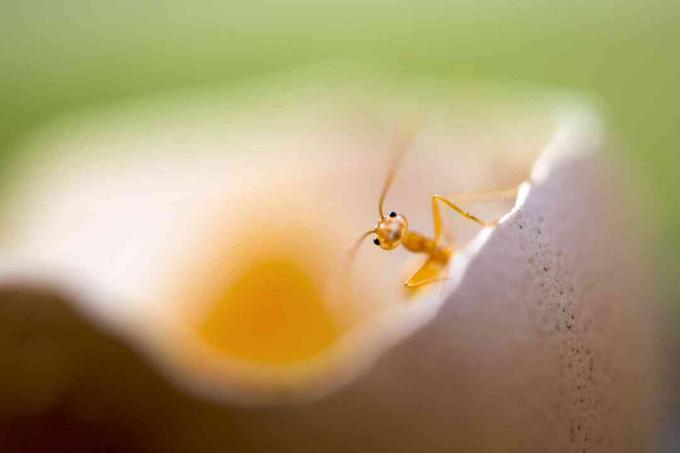 ljubka mala samotna rdeča mravlja