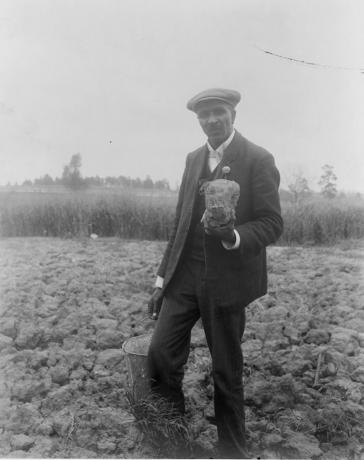 George Washington Carver, portret v dolžini, stoji v polju, verjetno pri Tuskegeeju, drži košček zemlje, 1906