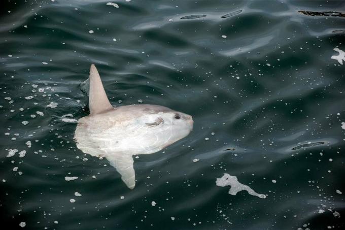 Sunfish, Mola mola, Molidae, ekološki rezervat Witless Bay, Newfoundland, Kanada