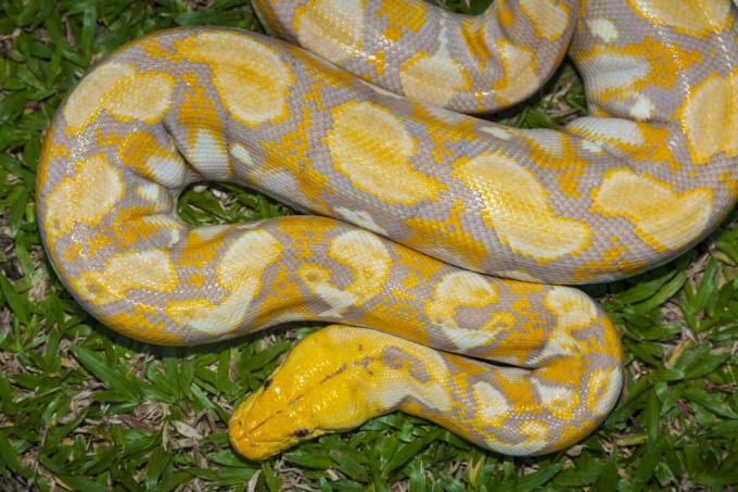 Albino burmanski piton