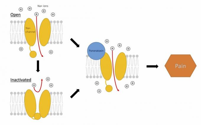 Delovanje poneratoksina na natrijeve kanale za nastanek bolečine.