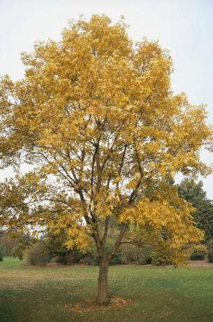 Carya Illinoensis (drevo Pecan), drevo z rumenimi listi v parku