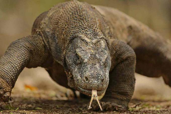 Komodojev zmajski portret od blizu - otok Komodo, Indonezija