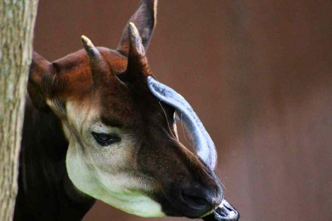 Moški okapi