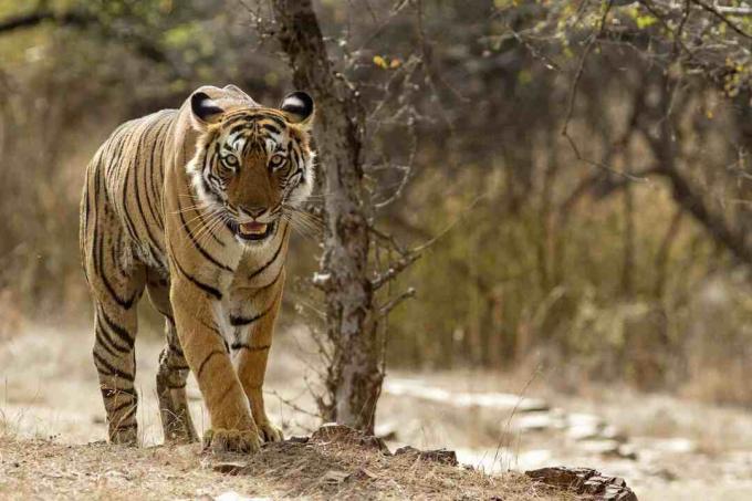 Bengalski tiger v nacionalnem parku Ranthambhore v Rajasthanu v Indiji