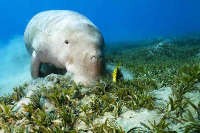 Ribe Dugong in čistejše na morsko travo.