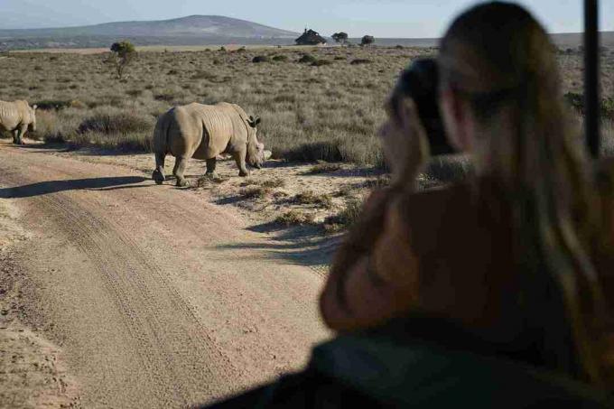 Par na safari izletu z vodnikom, fotografiranje nosorogov iz vozila 4x4